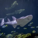 Shedd Aquarium Welcomes Critically Endangered Bowmouth Guitarfish