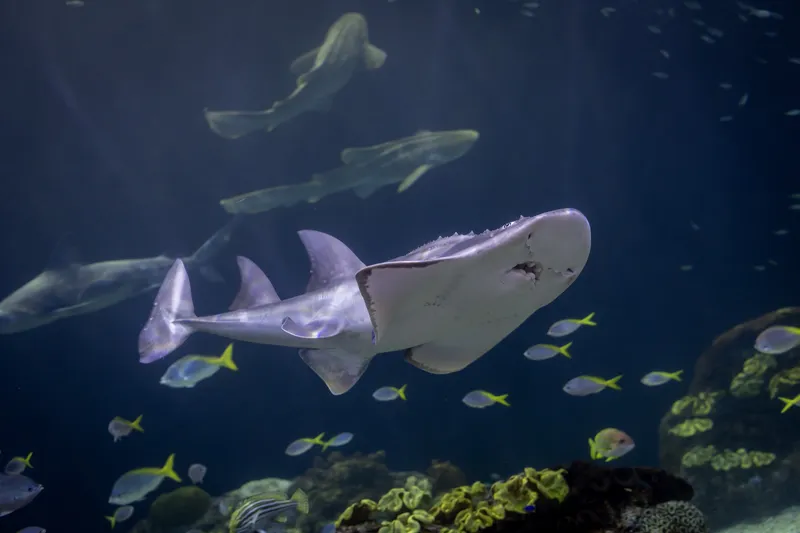 Shedd Aquarium Welcomes Critically Endangered Bowmouth Guitarfish